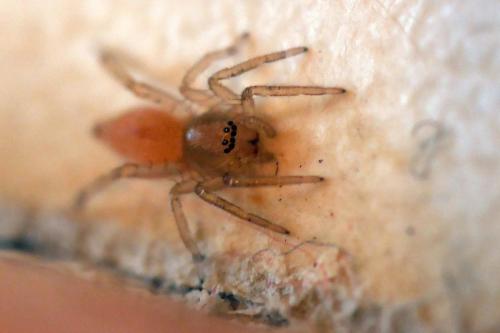 Clubiona sp.